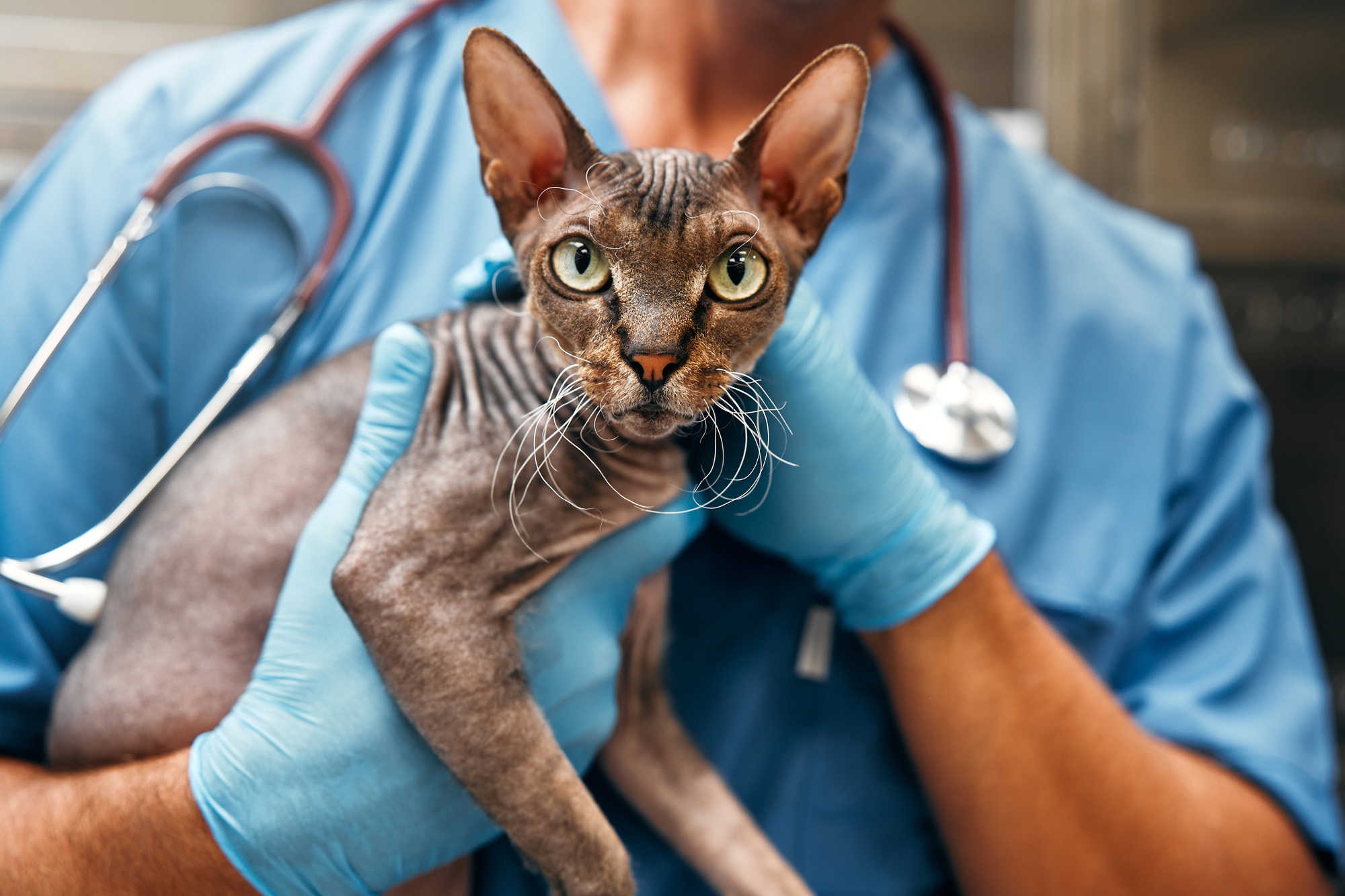 Animals for examination and treatment in the veterinary clinic