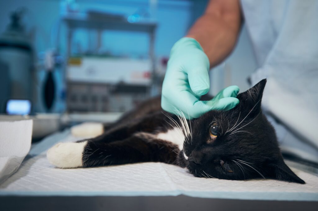 Hand of veterinary doctor stroking sick cat at animal hospital.